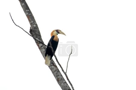 Photo for Blyth's hornbill (Rhyticeros plicatus), also known as the Papuan hornbill, observed in Waigeo in West Papua, Indonesia - Royalty Free Image