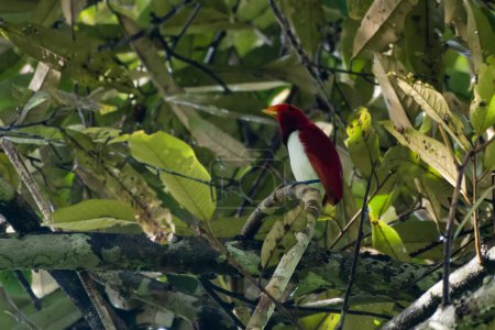 Photo for King bird-of-paradise (Cicinnurus regius) observed in Nimbokrang, West Papua, Indonesia - Royalty Free Image