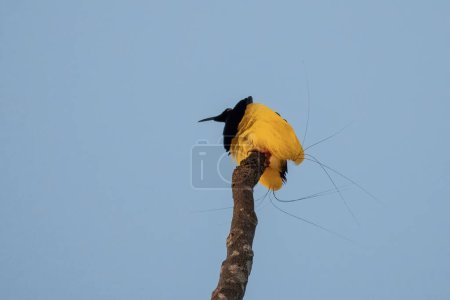Photo for Twelve-wired bird-of-paradise (Seleucidis melanoleucus) observed in Nimbokrang in West Papua, Indonesia - Royalty Free Image