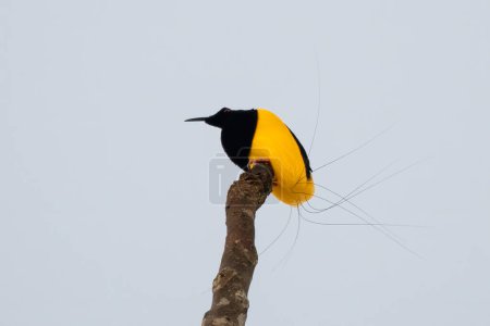 Photo for Twelve-wired bird-of-paradise (Seleucidis melanoleucus) observed in Nimbokrang in West Papua, Indonesia - Royalty Free Image