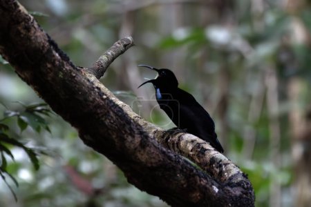 Téléchargez les photos : Magnifique oiseau de rivage (Ptiloris magnificus) observé à Nimbokrang en Papouasie occidentale, Indonésie - en image libre de droit