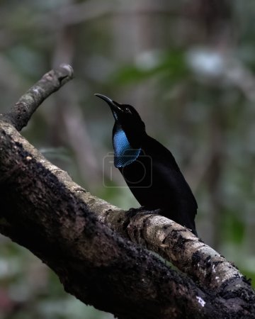 Photo for Magnificent riflebird (Ptiloris magnificus) observed in Nimbokrang in West Papua, Indonesia - Royalty Free Image