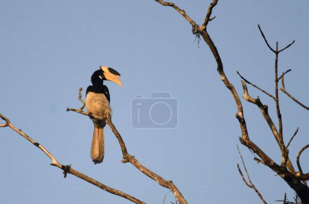 Malabar pied hornbill Anthracoceros coronatus observada en Dandeli en Karntaka