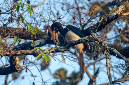 Malabar pied hornbill Anthracoceros coronatus observed in Dandeli in Karntaka