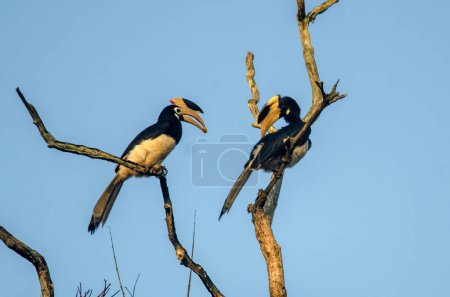 Malabar pied hornbill Anthracoceros coronatus observada en Dandeli en Karntaka