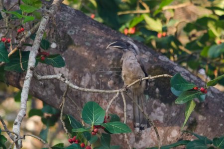 Malabargrauer Hornvogel Ocyceros griseus in Dandeli in Karntaka, Indien beobachtet