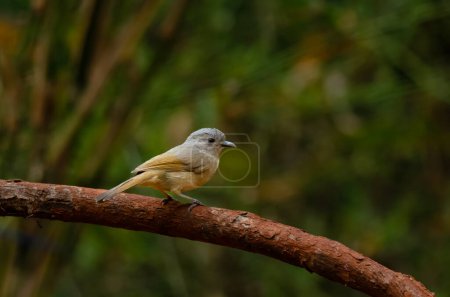 Fulvetta de mejilla parda Alcippe poioicephala o alcippe de mejilla parda observada en la piel de pájaro en Dandeli en Karnataka, India