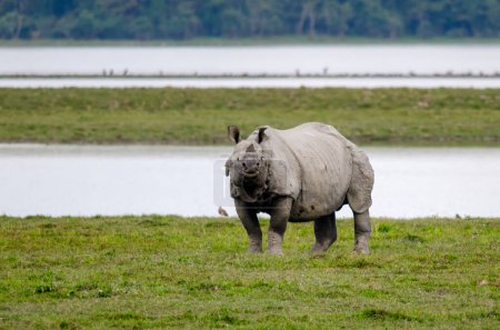 El rinoceronte indio Rhinoceros unicornis, también conocido como el mayor rinoceronte de un cuerno, gran rinoceronte indio, o rinoceronte indio para abreviar, observado en el Parque Nacional Kaziranga en Assam, India