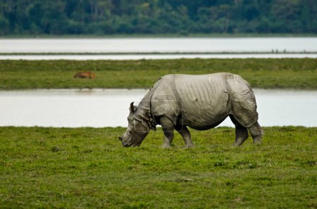 The Indian rhinoceros Rhinoceros unicornis, also known as the greater one-horned rhinoceros, great Indian rhinoceros, or Indian rhino for short, observed in Kaziranga National Park in Assam, India
