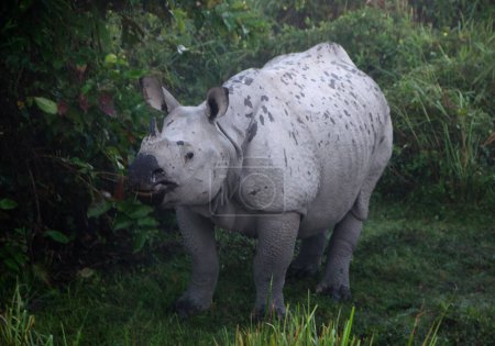 El rinoceronte indio Rhinoceros unicornis, también conocido como el mayor rinoceronte de un cuerno, gran rinoceronte indio, o rinoceronte indio para abreviar, observado en el Parque Nacional Kaziranga en Assam, India