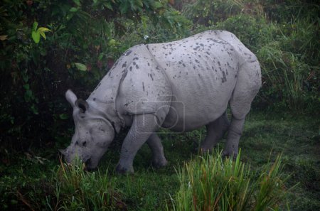 The Indian rhinoceros Rhinoceros unicornis, also known as the greater one-horned rhinoceros, great Indian rhinoceros, or Indian rhino for short, observed in Kaziranga National Park in Assam, India
