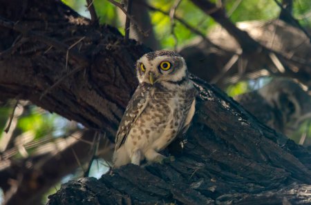 Spotted owlet Athene brama observed in Lesser Rann of Kutch in Gujarat, India