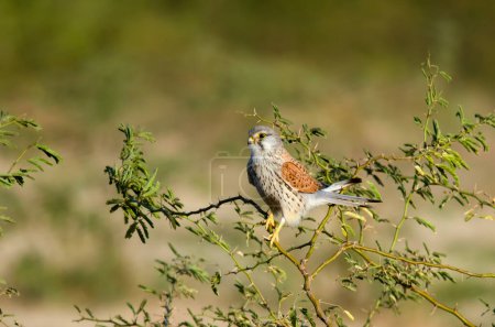 Turmfalke Falco tinnunculus, eine Greifvogelart, die in Lesser Rann of Kutch in Gujarat, Indien, beobachtet wurde