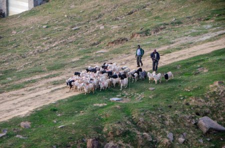 Shepherds taking their herd of sheep through the meadows at Auli in Uttarakhand, India