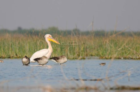 Photo for The great white pelican Pelecanus onocrotalus also known as the eastern white pelican, rosy pelican or simply white pelican observed in Lesser Rann of Kutch in Gujarat, India - Royalty Free Image