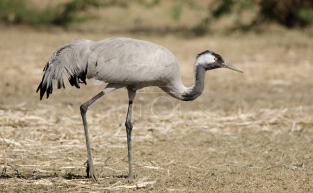Common crane Grus grus, also known as the Eurasian crane observed in Lesser Rann of Kutch in Gujarat, India