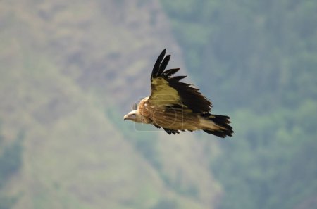 Vautour de l'Himalaya Gyps himalayensis ou vautour fauve de l'Himalaya, un vautour de l'Ancien Monde, observé en vol à Auli dans l'Uttarakhand, en Inde