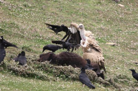 Himalayan vulture Gyps himalayensis and Large-billed crows Corvus macrorhynchos scavenging on a carcass at Auli in Uttarakhand, India