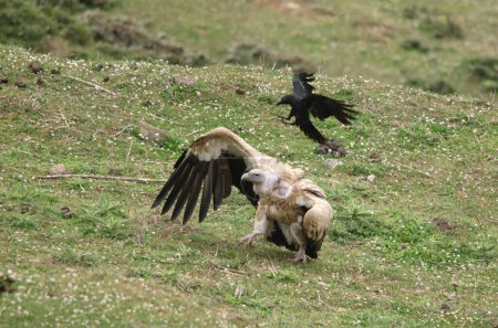 Himalayan vulture Gyps himalayensis and Large-billed crows Corvus macrorhynchos scavenging on a carcass at Auli in Uttarakhand, India