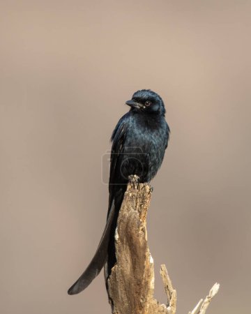 Schwarzer Drongo Dicrurus macrocercus in Jhalana in Rajasthan, Indien beobachtet
