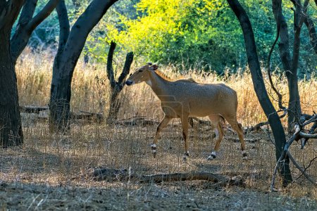 nilgai Boselaphus tragocamelus, la plus grande antilope d'Asie, observée à Jhalana au Rajasthan, en Inde