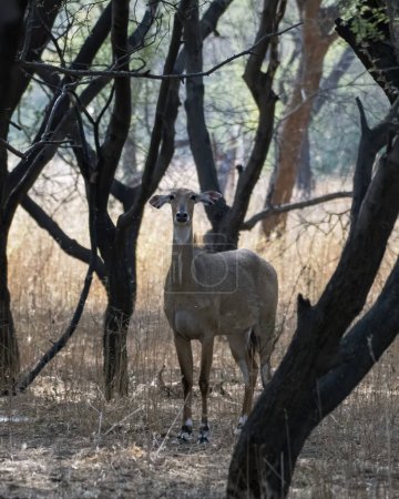 nilgai Boselaphus tragocamelus, the largest antelope of Asia, observed in Jhalana in Rajasthan, India