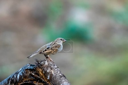 yellow-throated sparrow or chestnut-shouldered petronia Gymnoris xanthocollis observed in Jhalana Leopard Reserve in Rajasthan