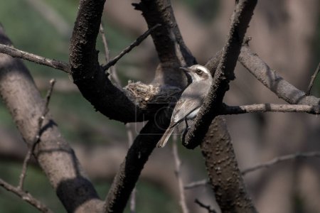 common woodshrike Tephrodornis pondicerianus observed in Jhalana Leopard Reserve in Rajasthan