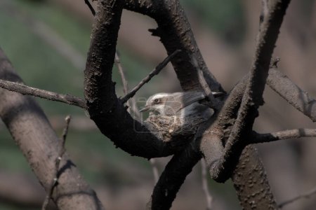 common woodshrike Tephrodornis pondicerianus observed in Jhalana Leopard Reserve in Rajasthan