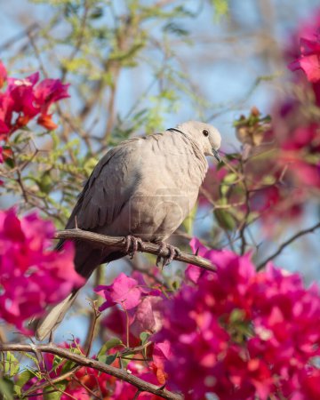 Eurasian collared dove, collared dove or Turkish dove Streptopelia decaocto observed in Jhalana Leopard Reserve in Rajasthan