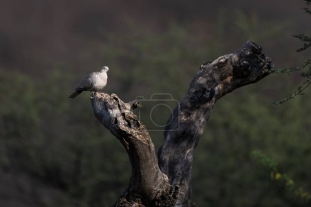 Paloma de collar euroasiática, paloma de cuello o paloma turca Streptopelia decaocto observado en la reserva de leopardo de Jhalana en Rajasthan