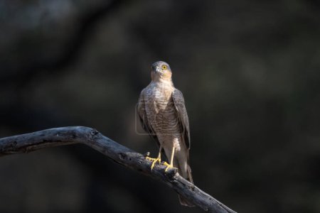 Eurasian sparrowhawk (Accipiter nisus), also known as the northern sparrowhawk or simply the sparrowhawk, observed in Jhalana Leopard Reserve in Rajasthan