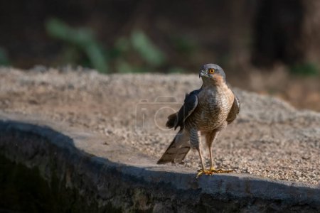 Eurasian sparrowhawk (Accipiter nisus), also known as the northern sparrowhawk or simply the sparrowhawk, observed in Jhalana Leopard Reserve in Rajasthan