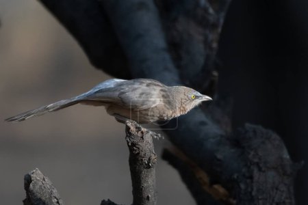 large gray babbler (Argya malcolmi) observed in Jhalana Leopard Reserve in Rajasthan, India