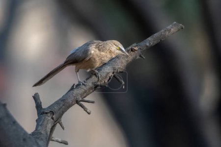 large gray babbler (Argya malcolmi) observed in Jhalana Leopard Reserve in Rajasthan, India