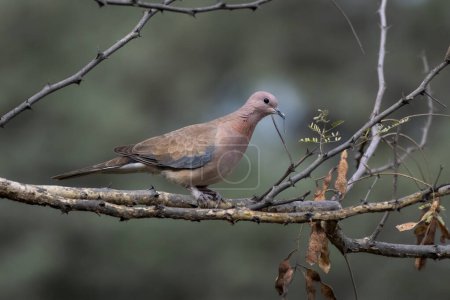 Photo for Laughing dove (Spilopelia senegalensis) observed in Jhalana Leopard Reserve in Rajasthan - Royalty Free Image