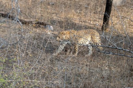 Indischer Leopard (Panthera pardus fusca) wandert durch das Dickicht des Jhalana Leopard Reserve in Rajasthan, Indien