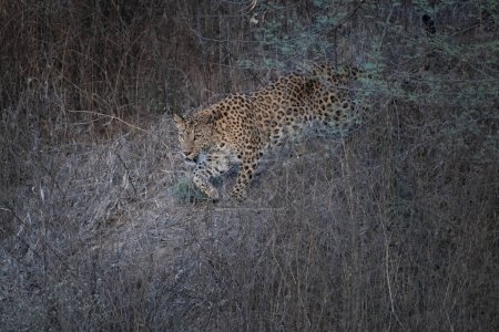 Indischer Leopard (Panthera pardus fusca) wandert durch das Dickicht des Jhalana Leopard Reserve in Rajasthan, Indien