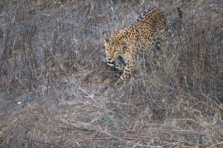 Indian leopard (Panthera pardus fusca) walking through the thicket at Jhalana Leopard Reserve in Rajasthan, India