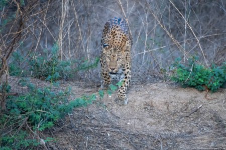 Leopardo indio (Panthera pardus fusca) caminando por el matorral en la reserva de leopardo de Jhalana en Rajastán, India