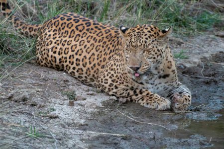 Léopard indien (Panthera pardus fusca) dans un abreuvoir de la réserve Jhalana au Rajasthan Inde