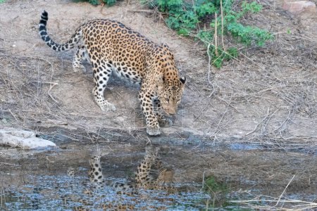 Leopardo indio (Panthera pardus fusca) en un abrevadero en la Reserva Jhalana en Rajastán India