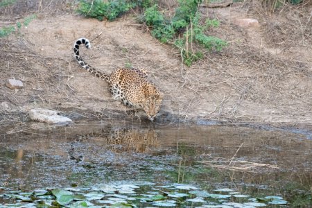 Photo for Indian leopard (Panthera pardus fusca) at a watering hole at Jhalana Reserve in Rajasthan India - Royalty Free Image