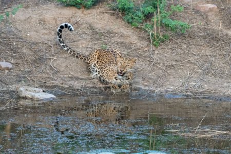 Indischer Leopard (Panthera pardus fusca) an einem Wasserloch im Jhalana Reservat in Rajasthan Indien
