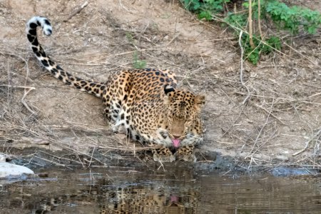 Indischer Leopard (Panthera pardus fusca) an einem Wasserloch im Jhalana Reservat in Rajasthan Indien