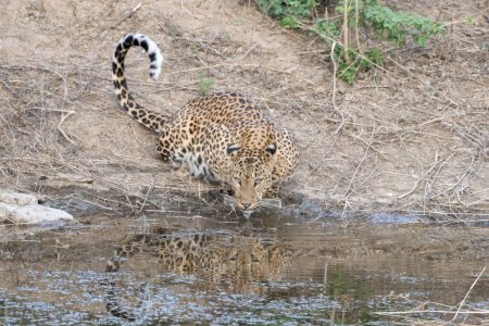 Téléchargez les photos : Léopard indien (Panthera pardus fusca) dans un abreuvoir de la réserve Jhalana au Rajasthan Inde - en image libre de droit