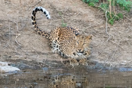 Indian leopard (Panthera pardus fusca) at a watering hole at Jhalana Reserve in Rajasthan India