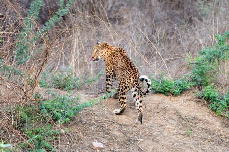 Indian leopard (Panthera pardus fusca) at a watering hole at Jhalana Leopard Reserve in Rajasthan, India