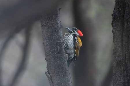 Black-rumped flameback (Dinopium benghalense), also known as the lesser golden-backed woodpecker or lesser goldenback, seen at Jhalana Reserve in Rajasthan India