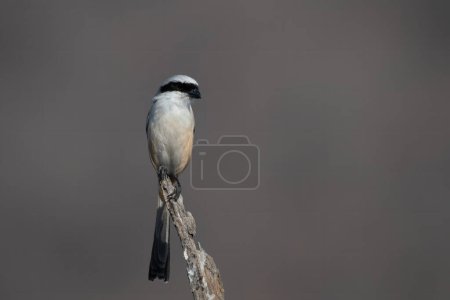 long-tailed shrike or rufous-backed shrike (Lanius schach), seen at Jhalana Reserve in Rajasthan India